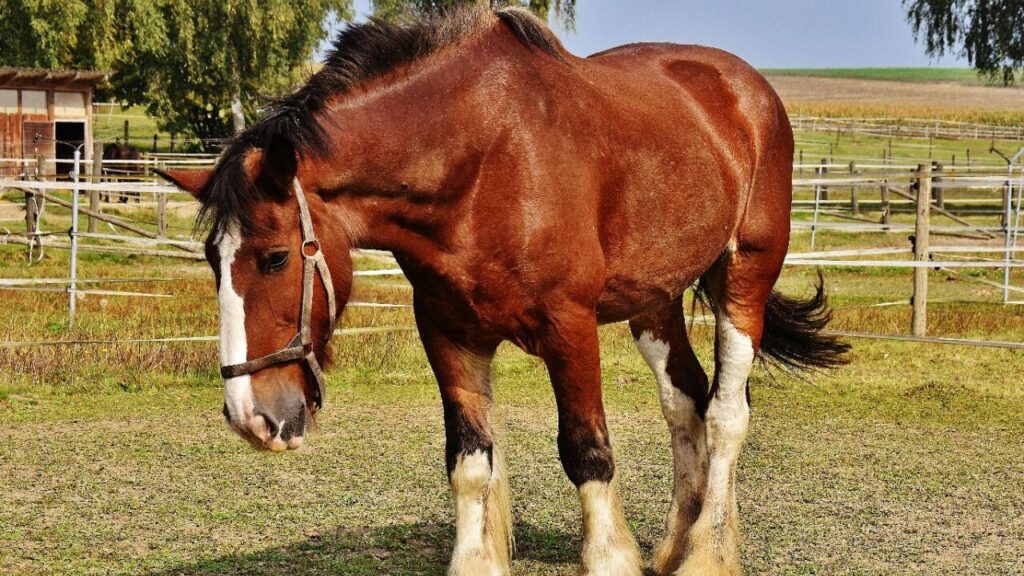 Clydesdale: The Show-Stopping Beauty