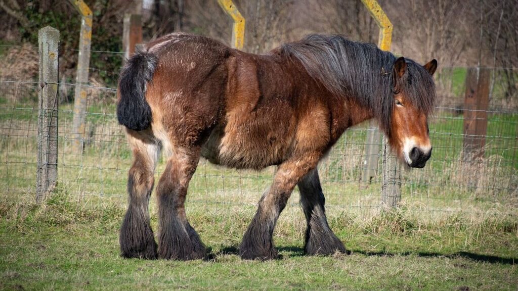 Belgian Draft