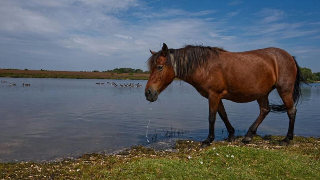 Suffolk Punch