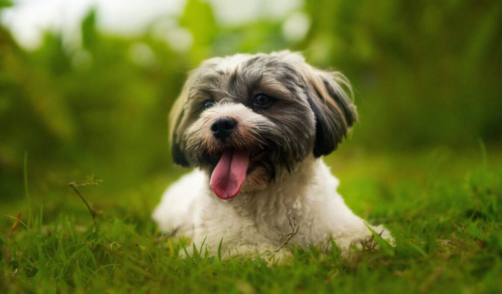 Havanese