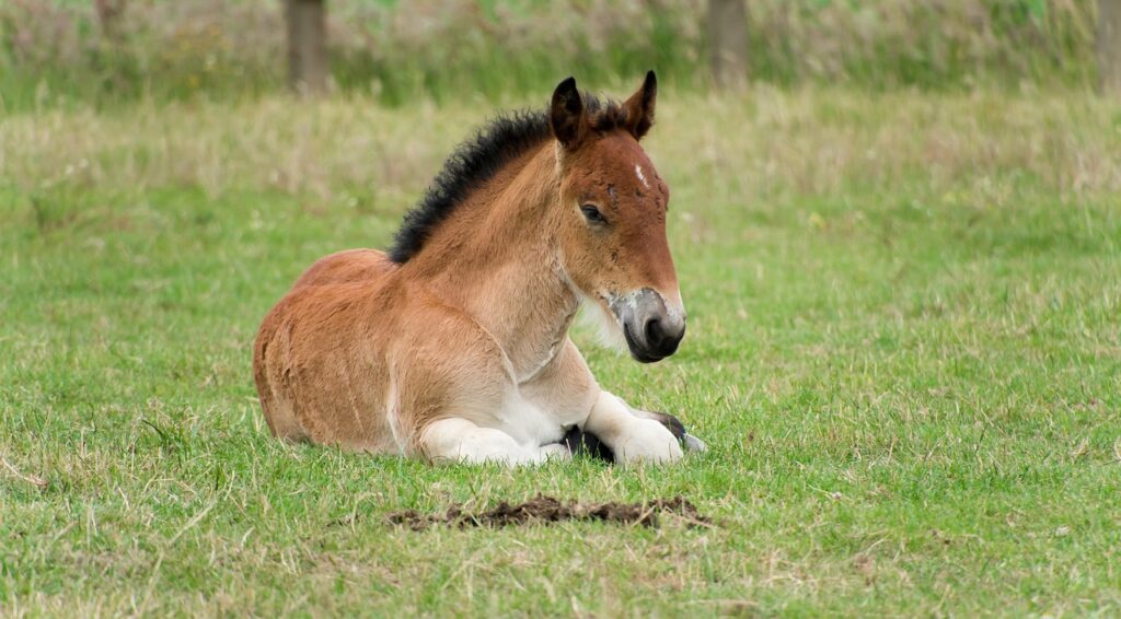Beautiful brown horse