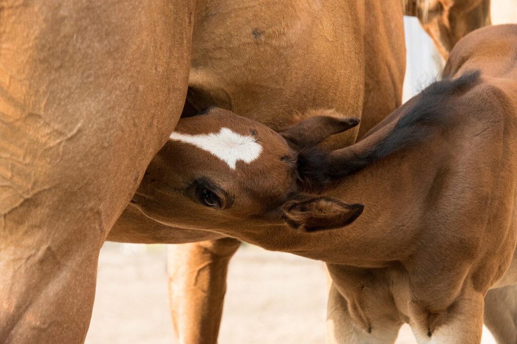Baby horse feeding
