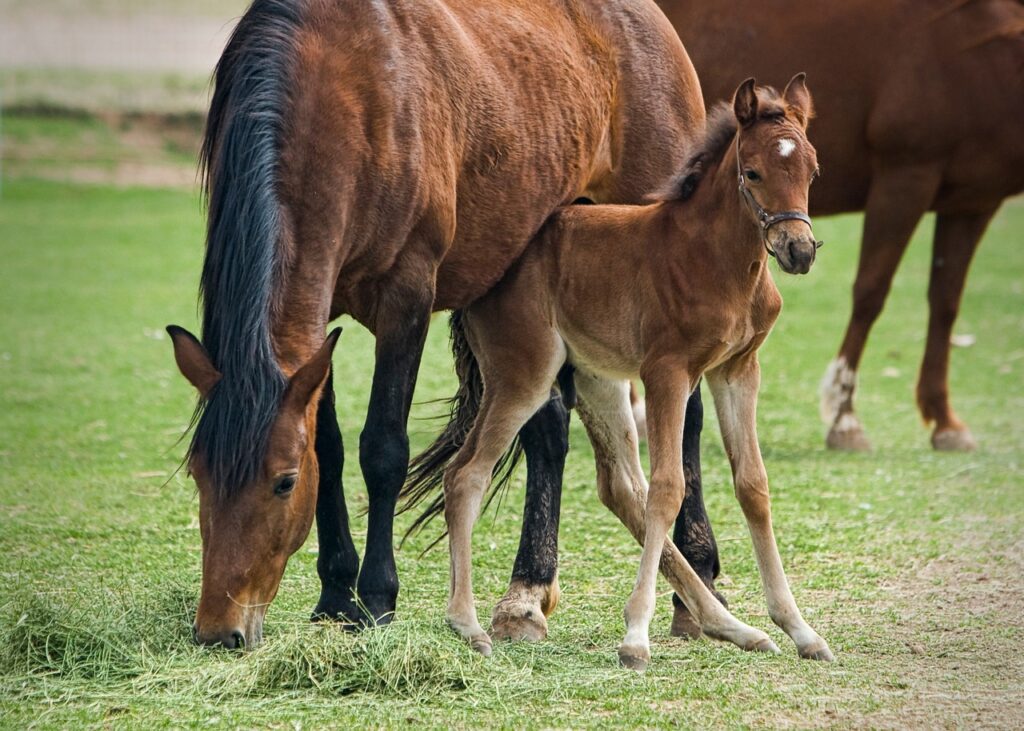 Big brown horse family