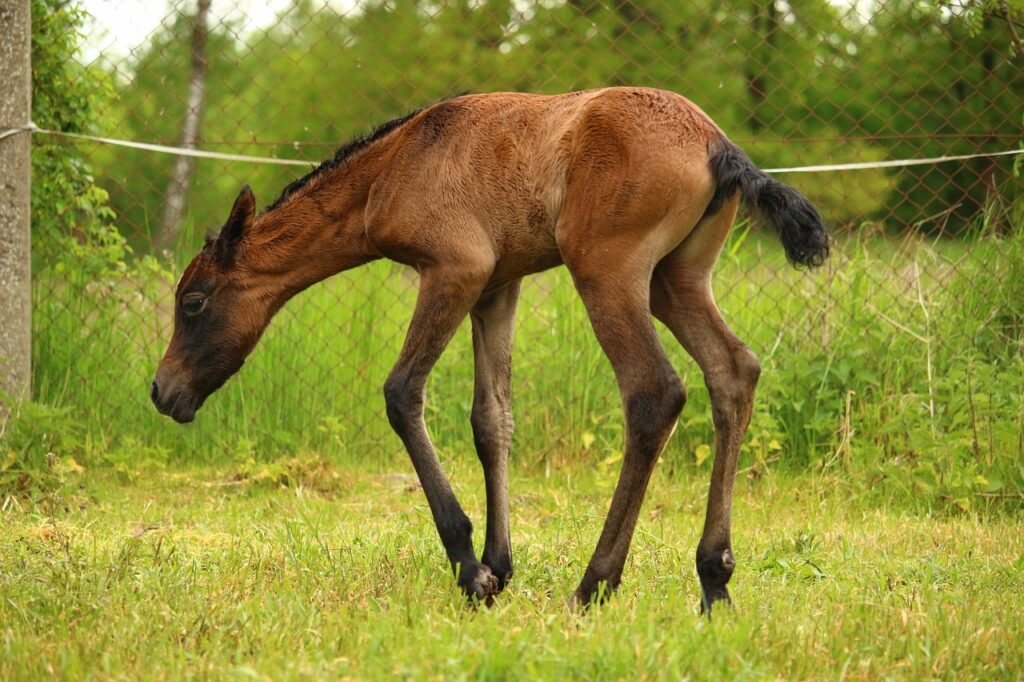 baby horse learning to stand