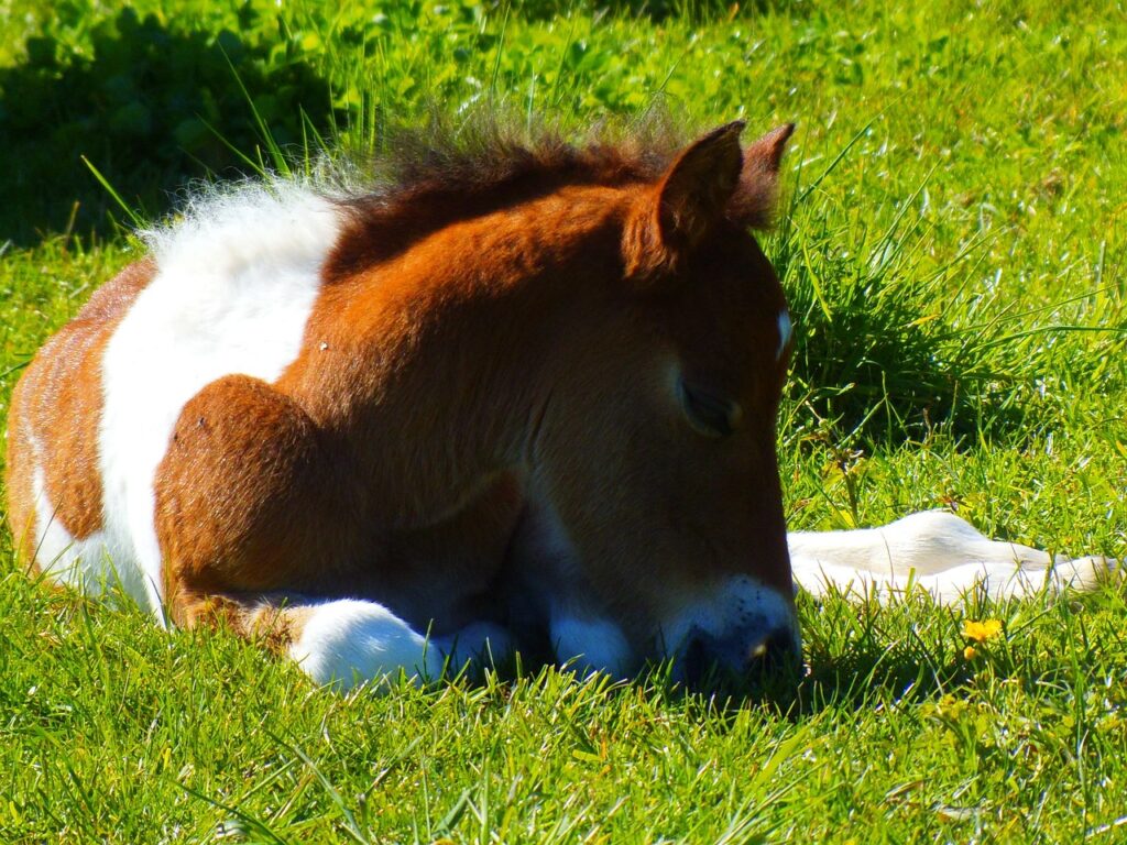 Foal horse on green grass