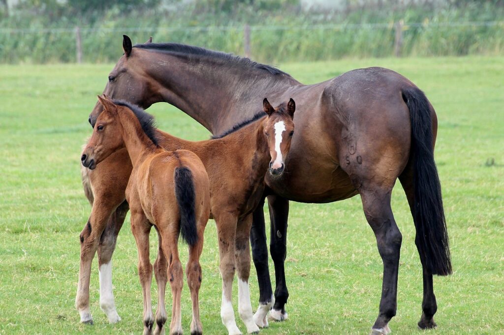 Babies with their mama horse
