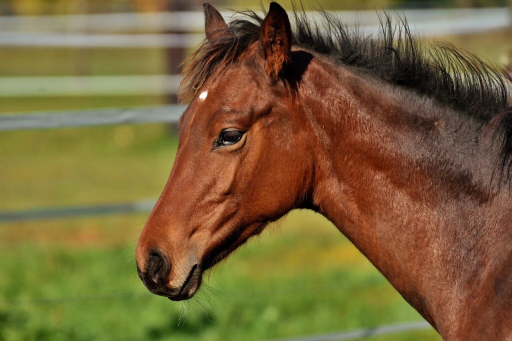 Brown and blackish horse