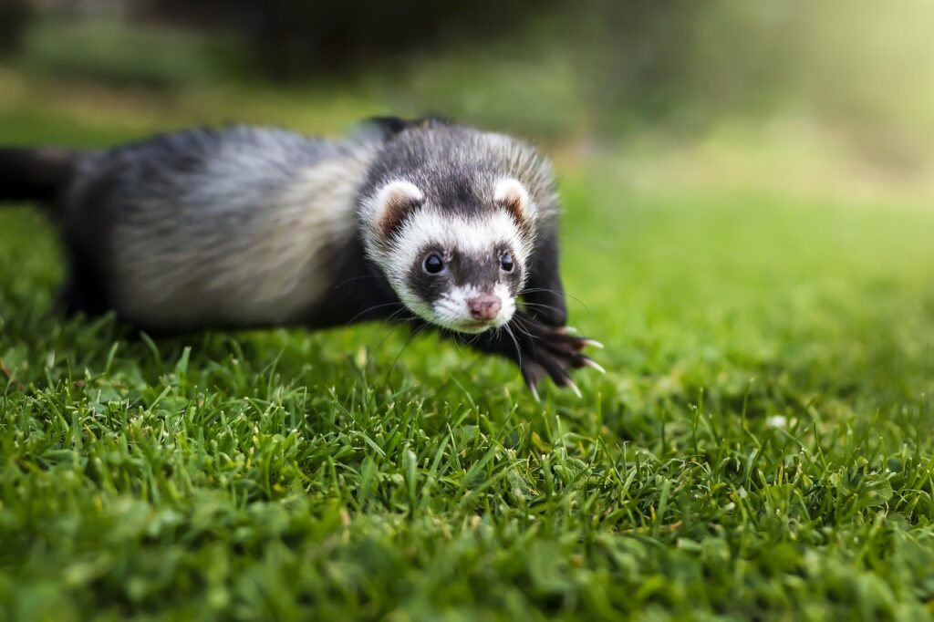 Ferrets