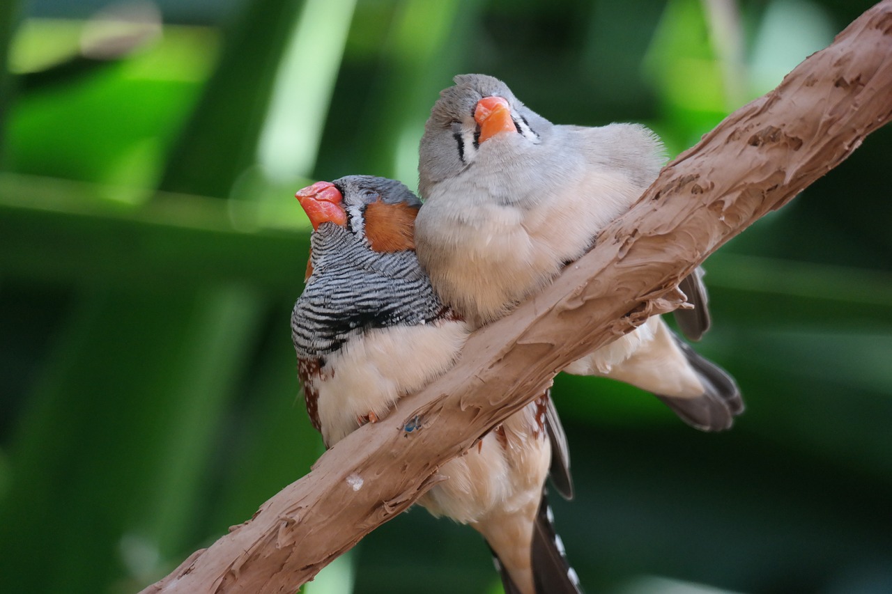 Finches