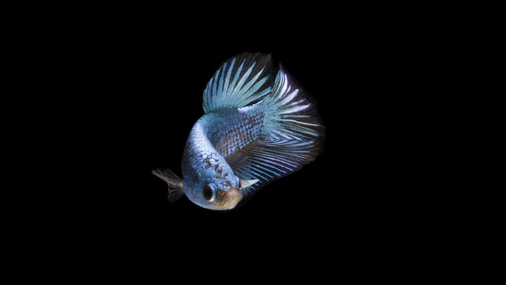 Betta Fish