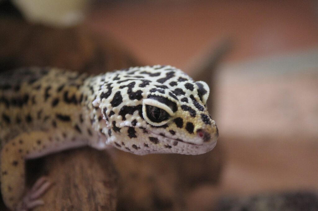 Leopard Geckos