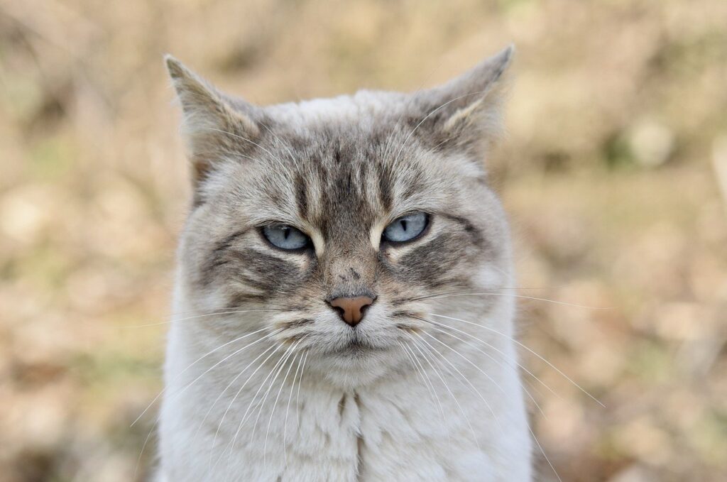 A close-up of a fluffy cat
