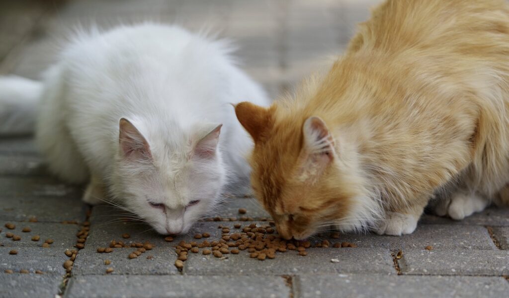 brown and white cat together
