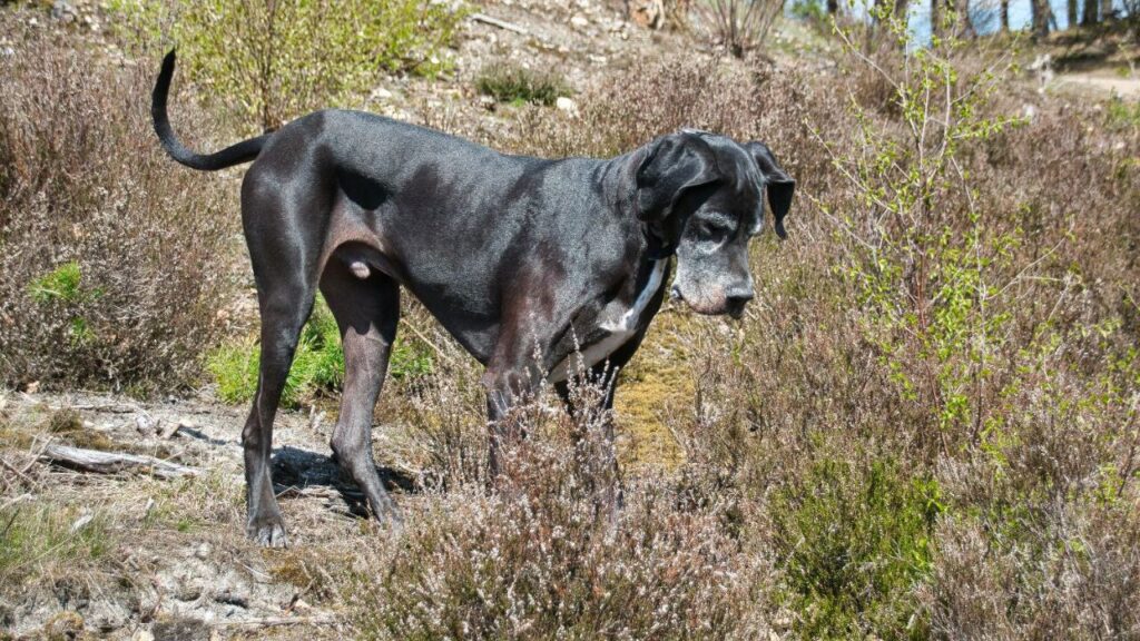 great dane
