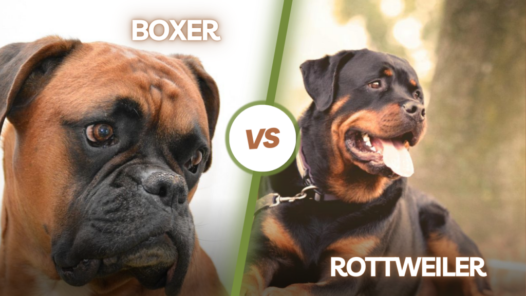 Boxers and Rottweilers