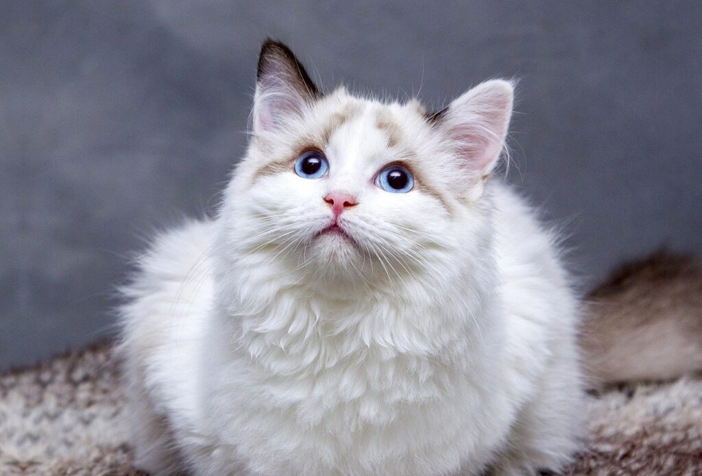 White cat with blue eyes
