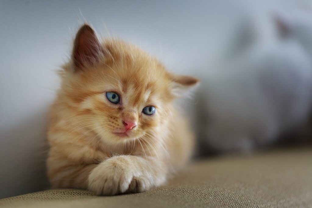 Beautiful off white golden kitten