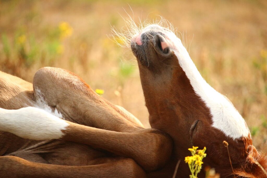 Horse sleeping