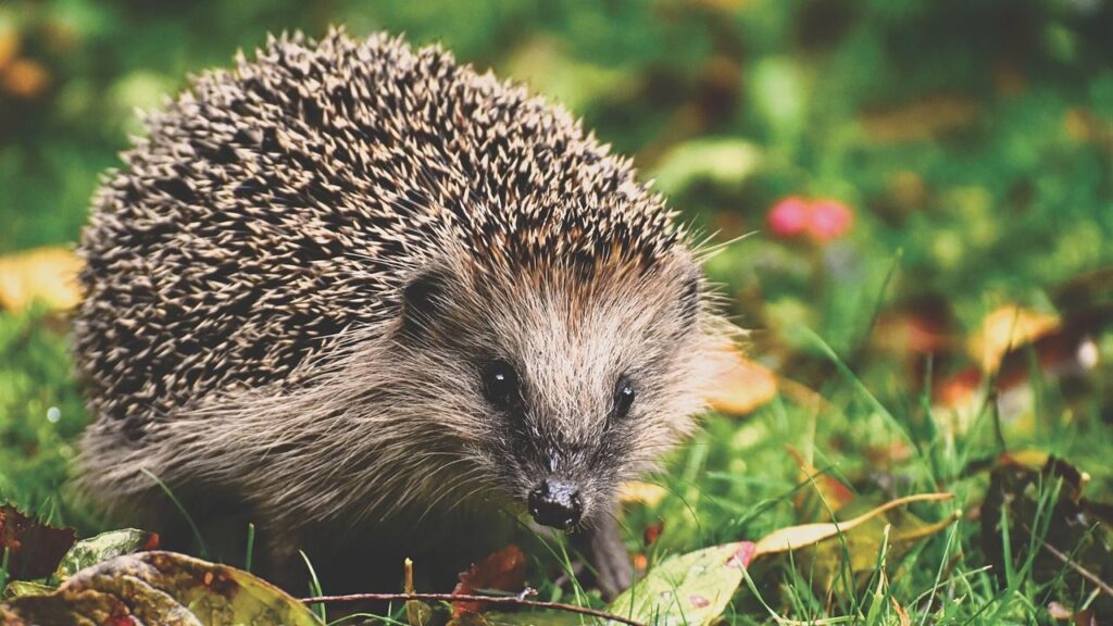 Hedgehog