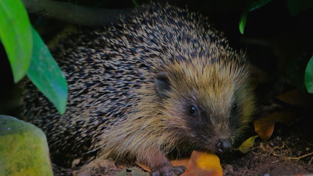 Hedgehog at night