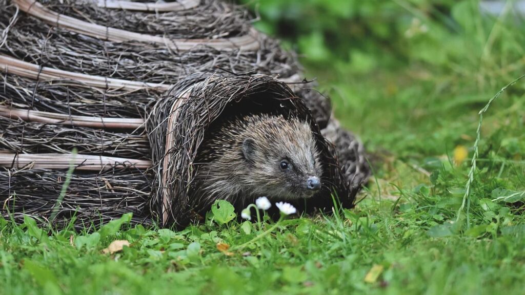 Hedgehog under cover