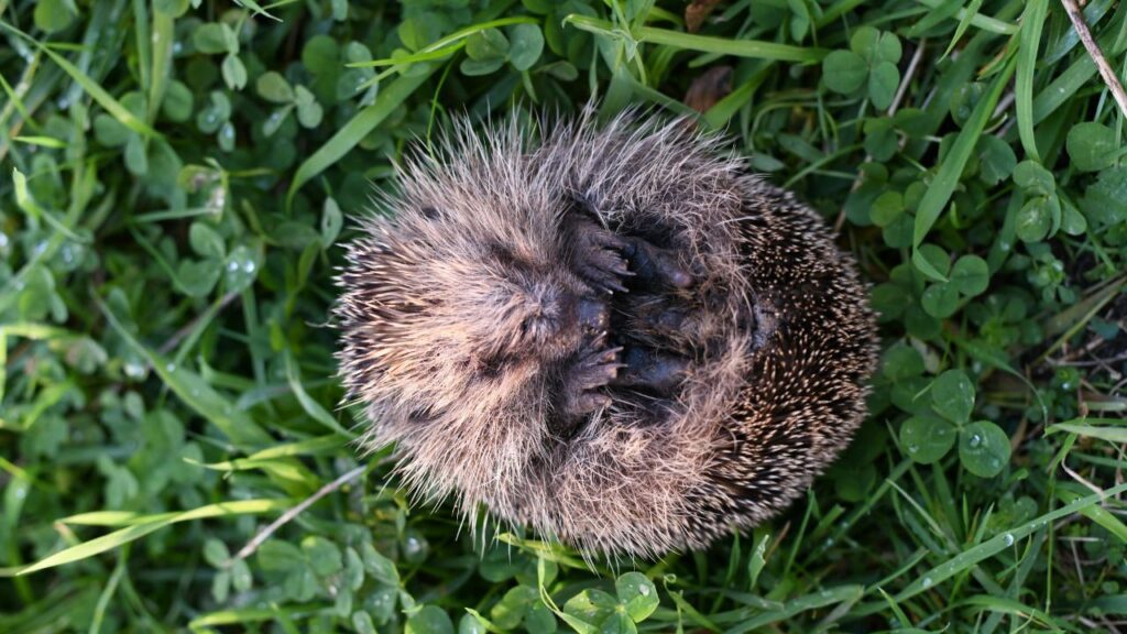Hedgehog curled up