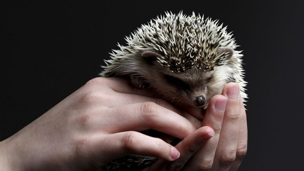 Hedgehog in hand