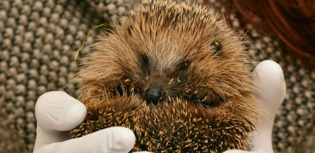 Hedgehog in hand