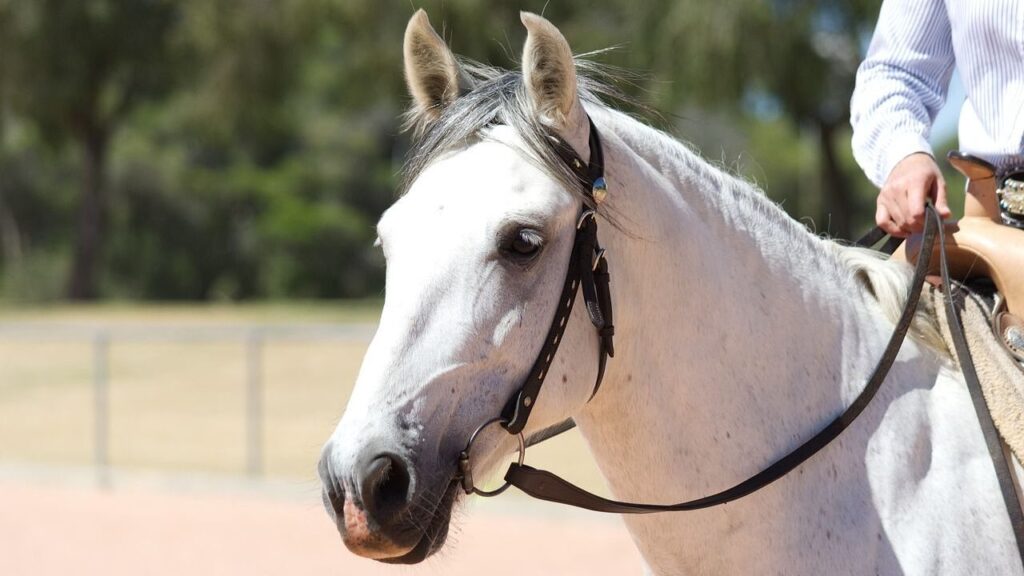 Supplies and Equipment Every Horse Owner Needs