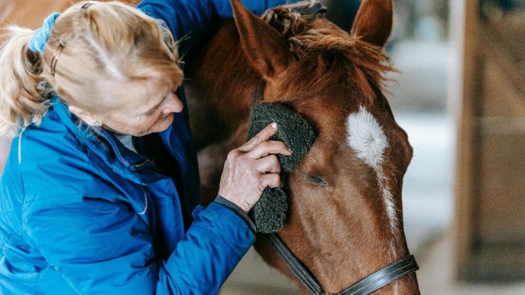 Supplies and Equipment Every Horse Owner Needs
