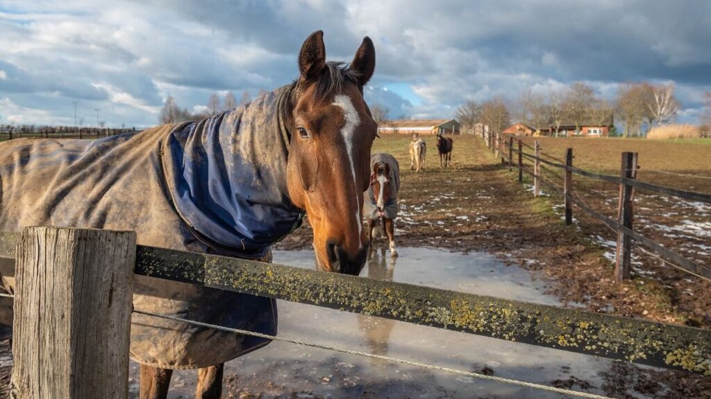 Supplies and Equipment Every Horse Owner Needs