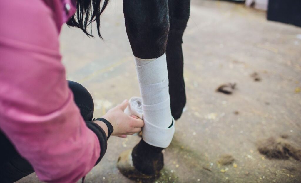 Supplies and Equipment Every Horse Owner Needs