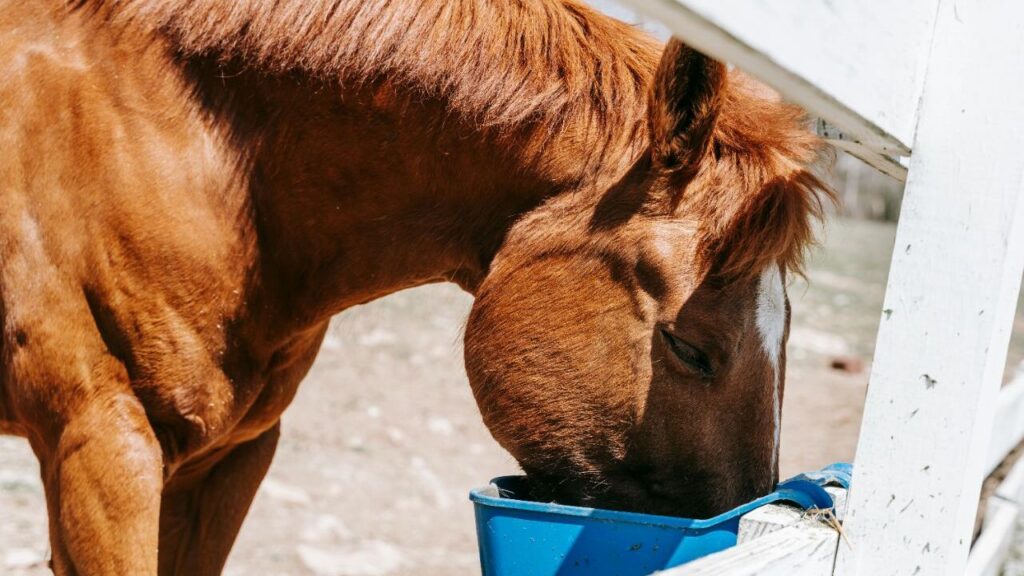 Supplies and Equipment Every Horse Owner Needs