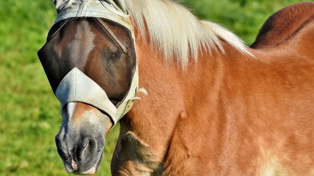 Supplies and Equipment Every Horse Owner Needs