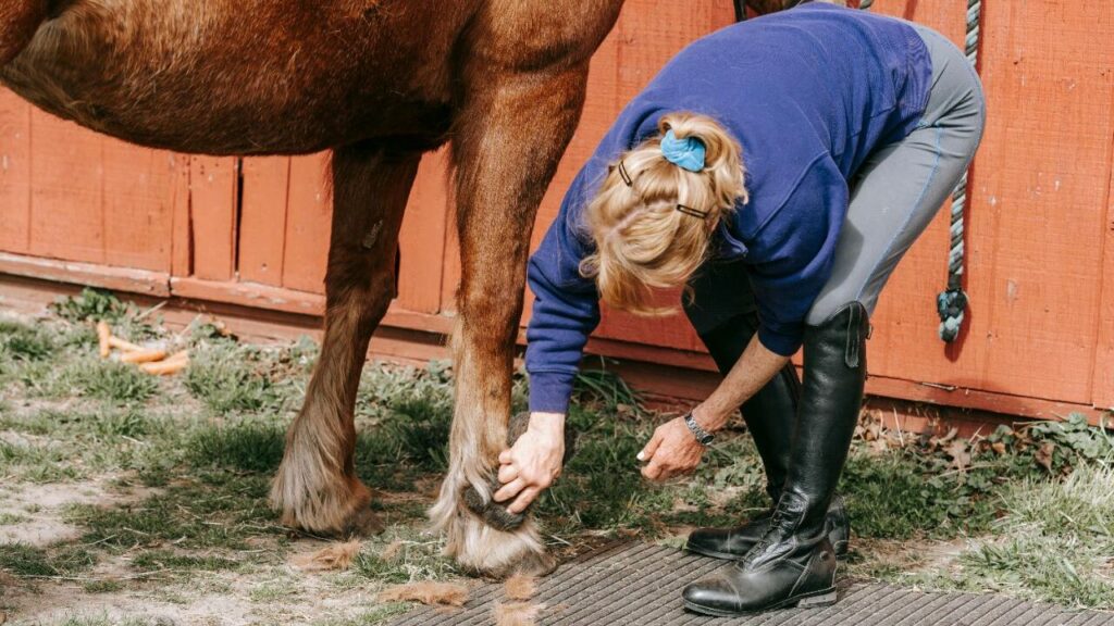 horse hoof care