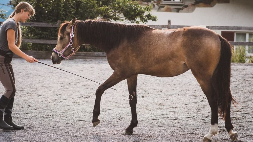Supplies and Equipment Every Horse Owner Needs