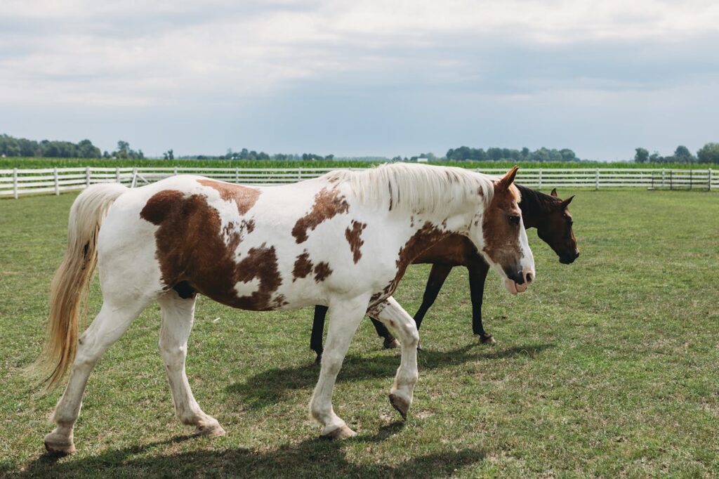 American Paint Horse