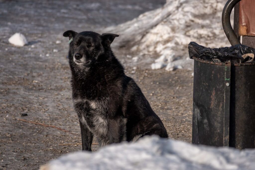 puppy near trashcan
