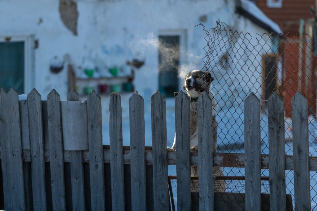 puppy behind fence