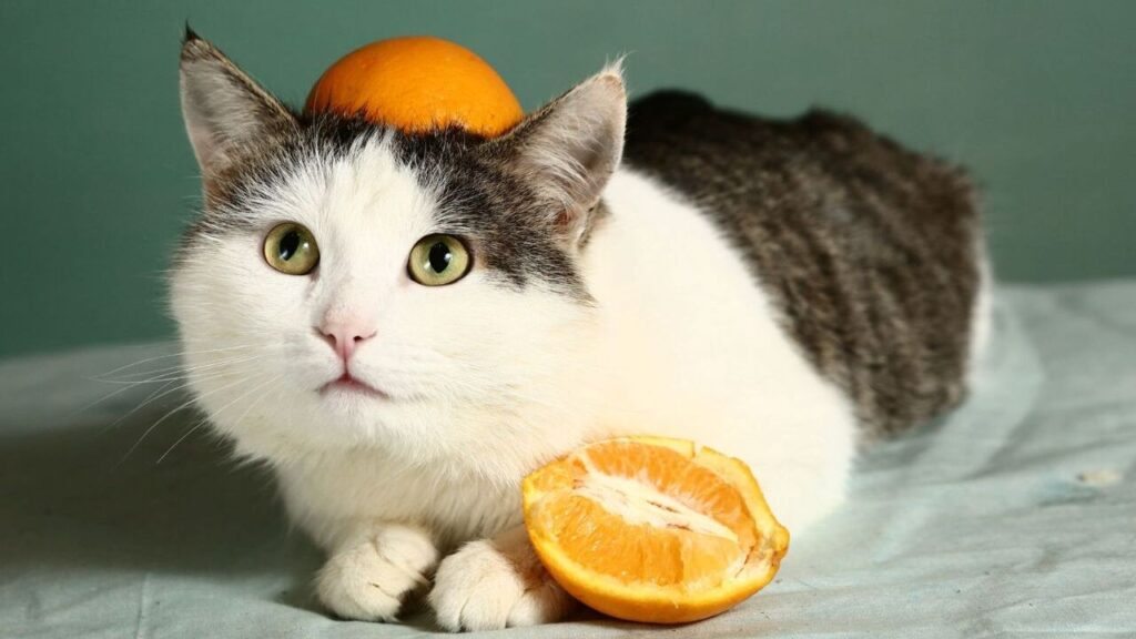 cat with Citrus Fruit