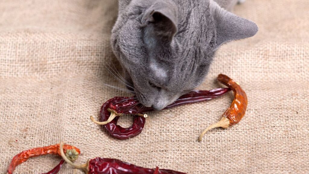 cat and Spices