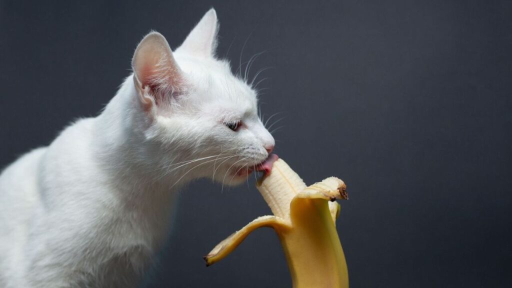 cat eating Banana
