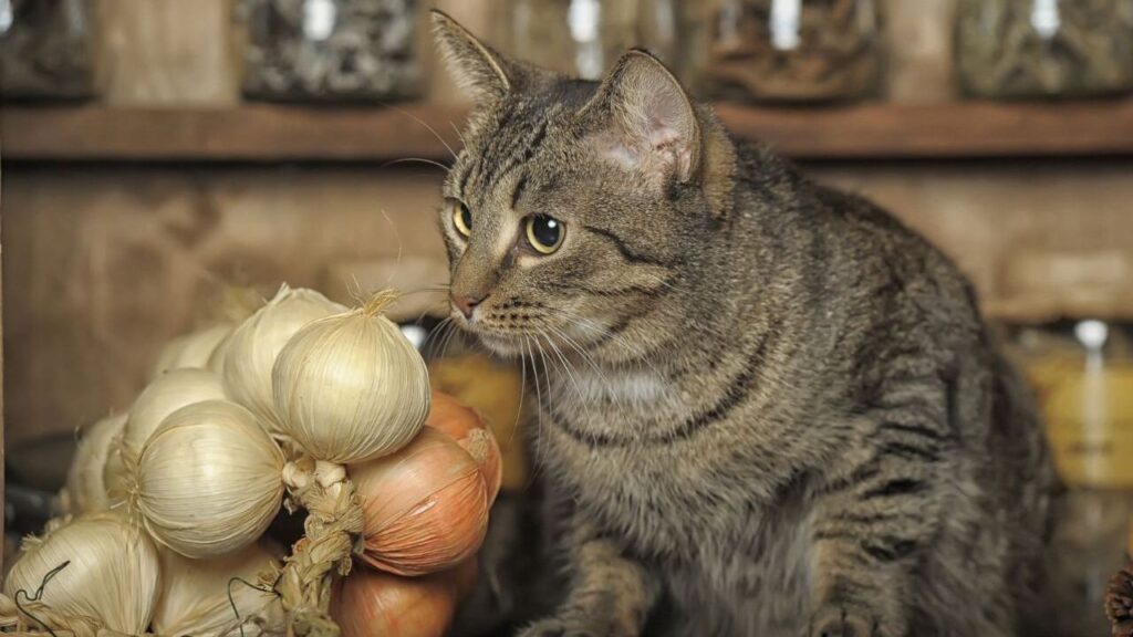 cat with Onions