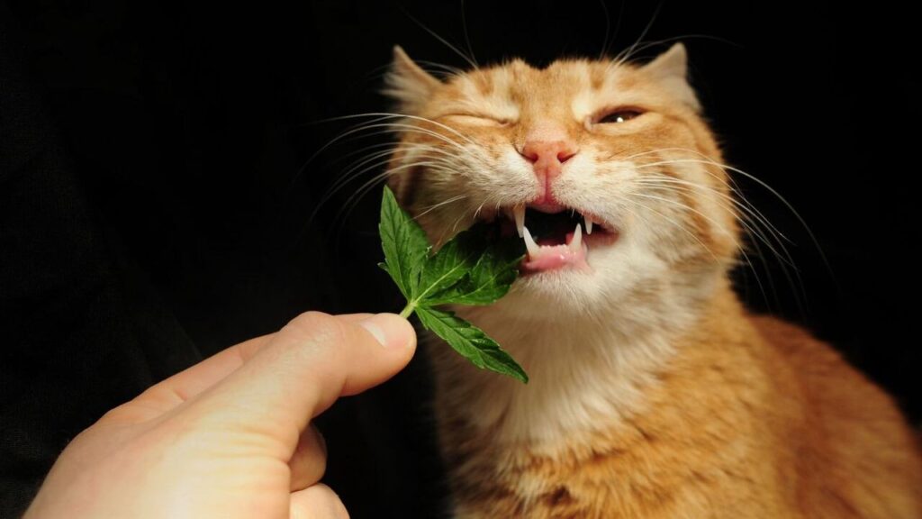 cat eating mint