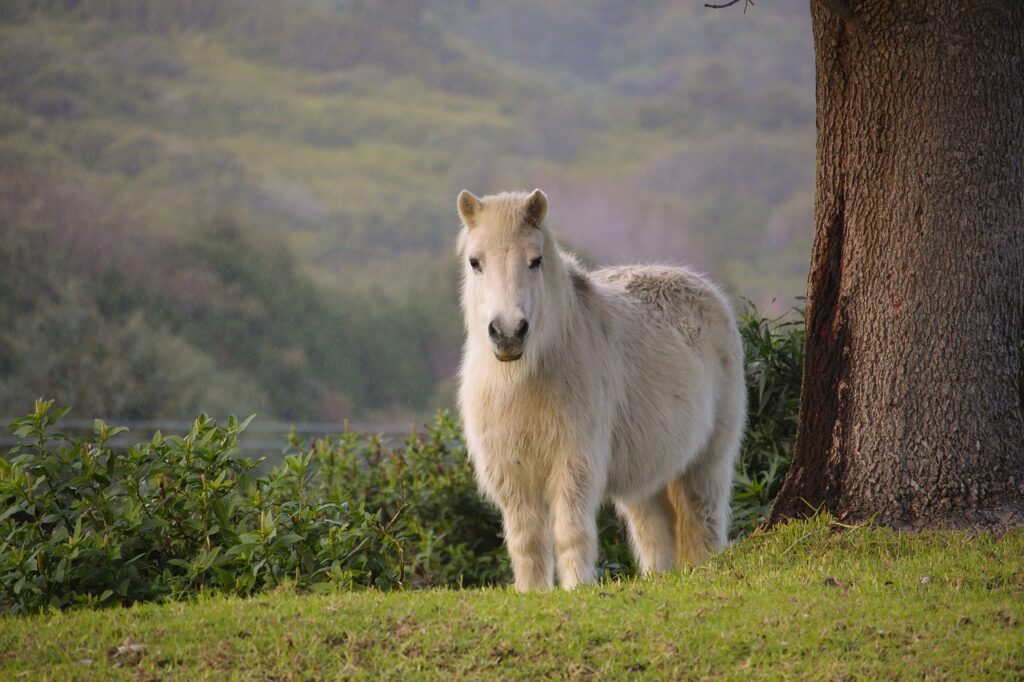 Golden horse