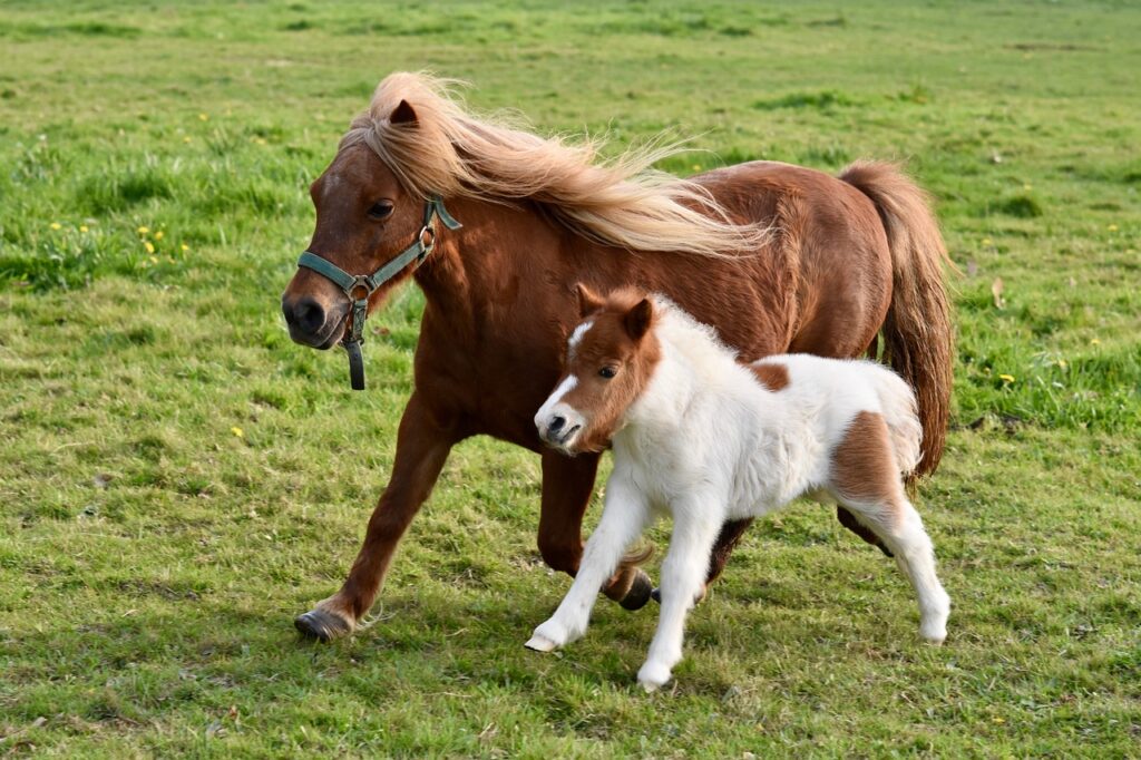 Shetland Pony