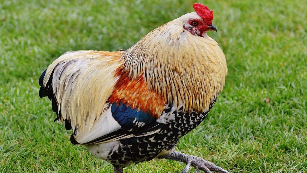 Rooster