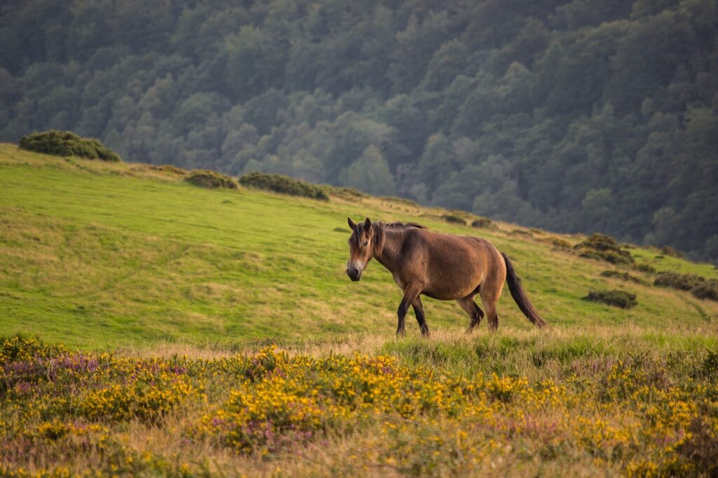 Exmoor Pony