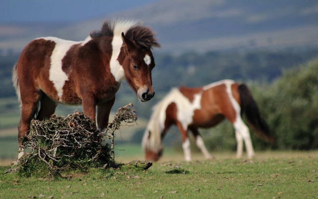 Dartmoor Pony
