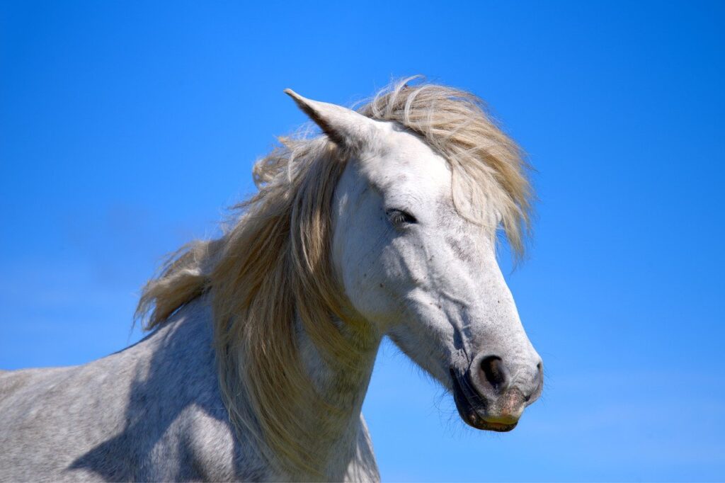 Eriskay Pony